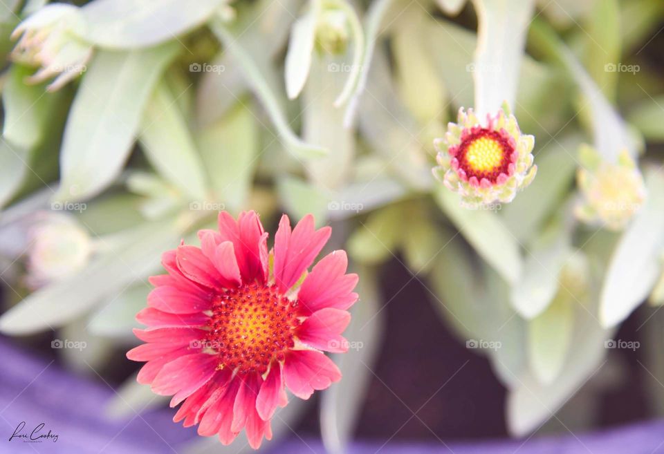 Moon Revolves Around the Sun