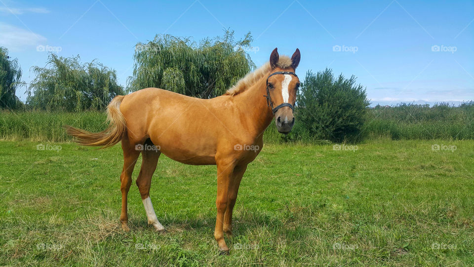 orange Golden Horse, Mare In the Pasture, beautiful horse background