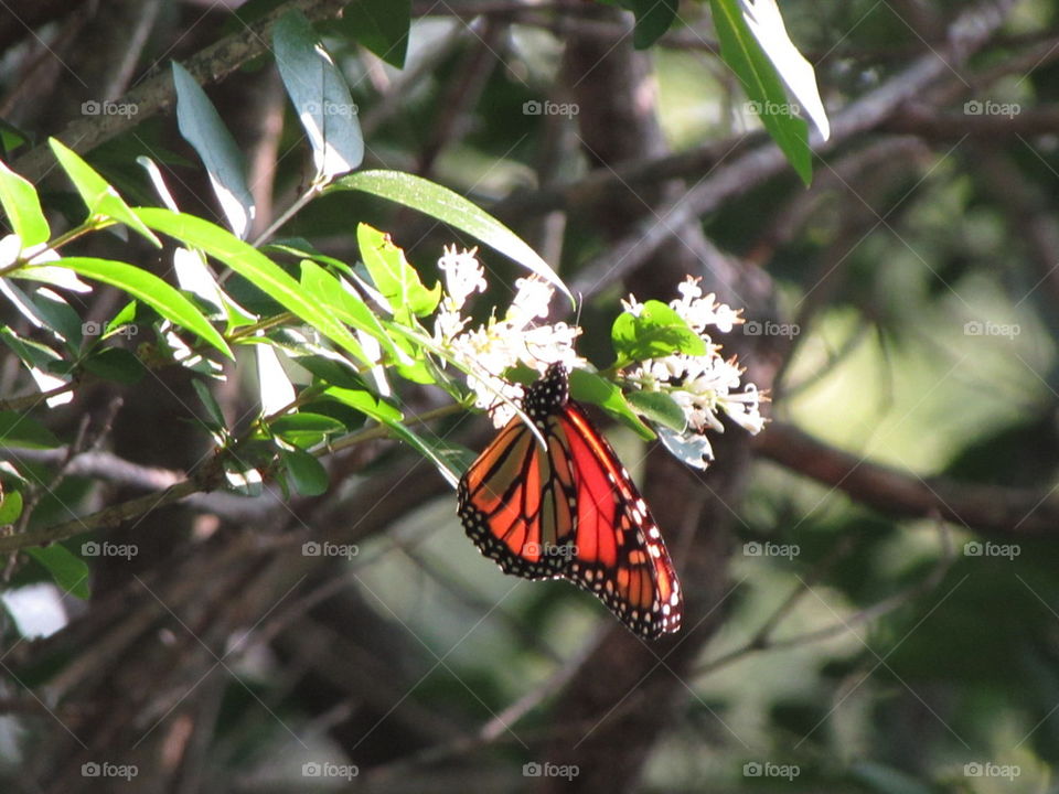 Butterfly on flower