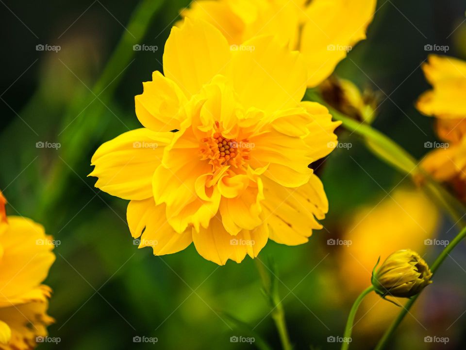 A beautiful blooming yellow flower in close up view