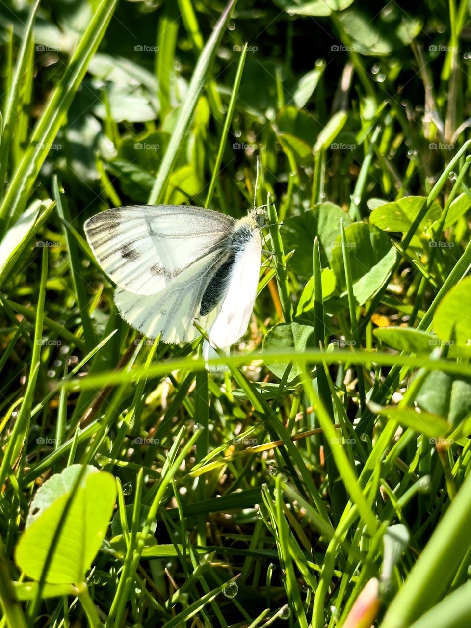 Hello butterfly! Spring is here!