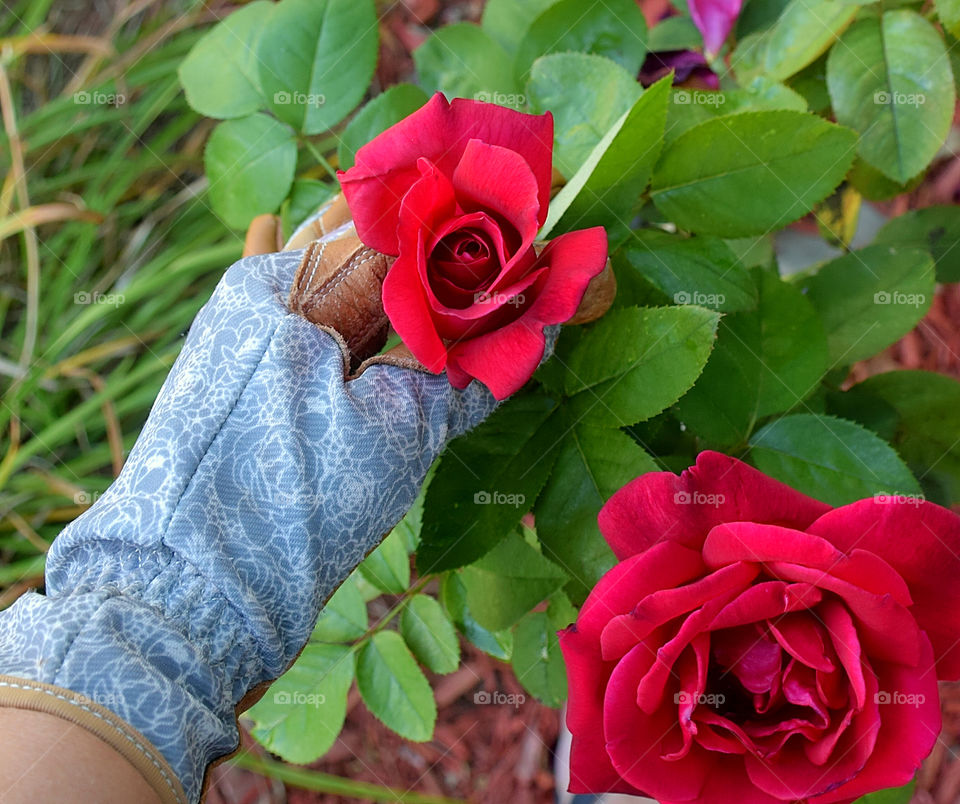 Beautiful red rose in my Rose 
garden.

