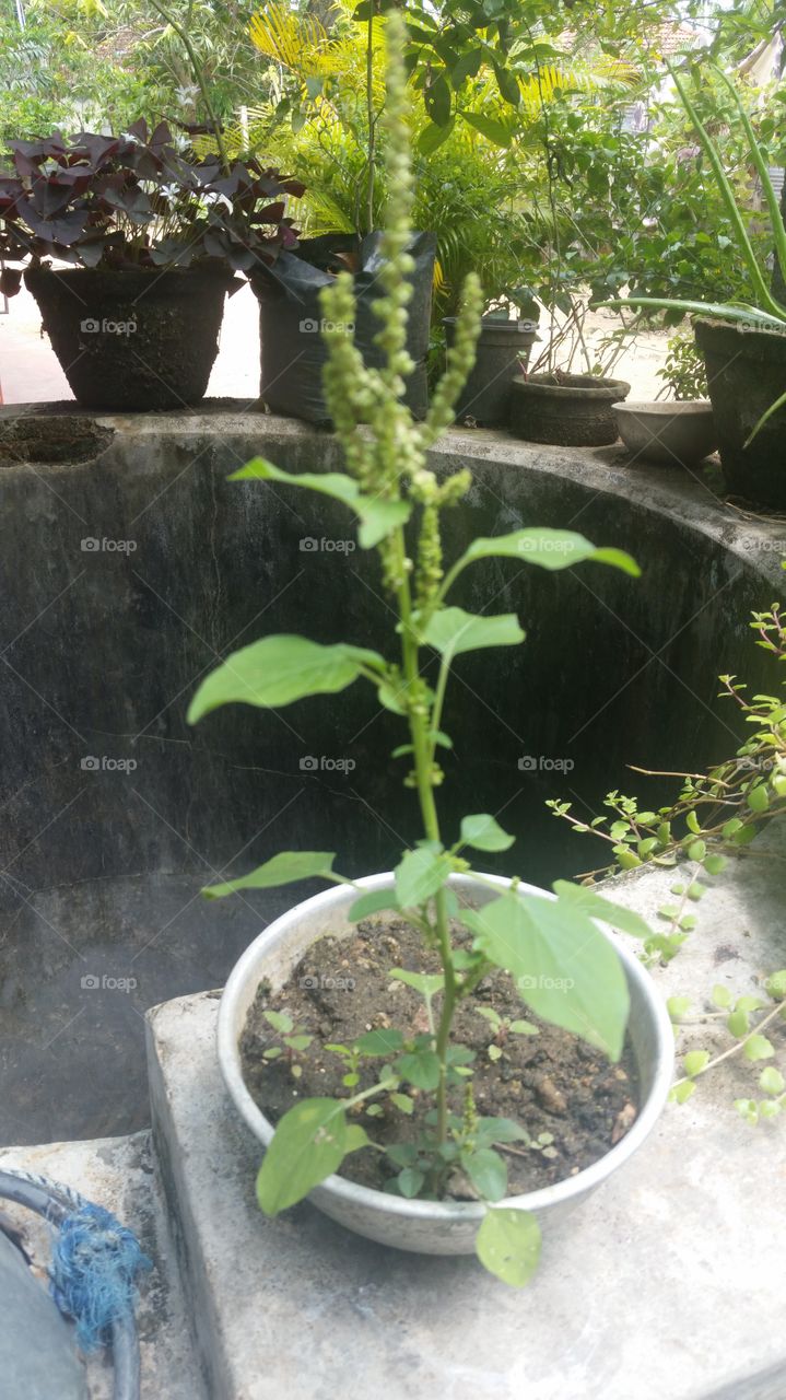 home plants helthly food