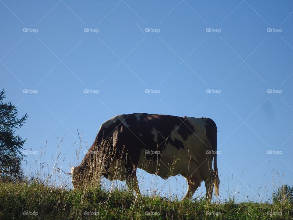 Cow near the Sky. Cow At the pasture during my trail in Dolomiti,Italy