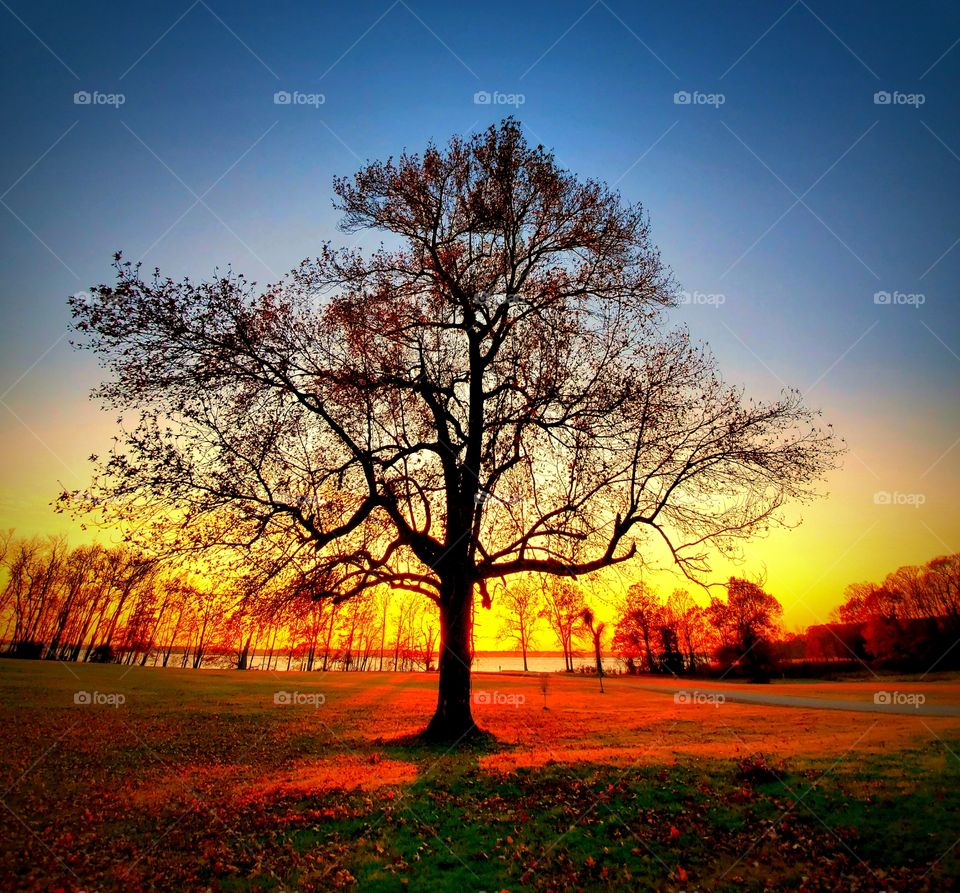 Tree at Sunset