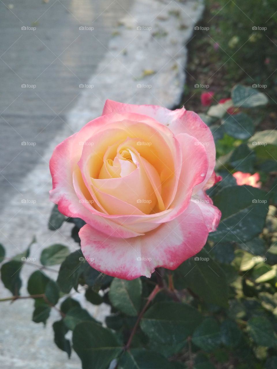 pink-yellow rose