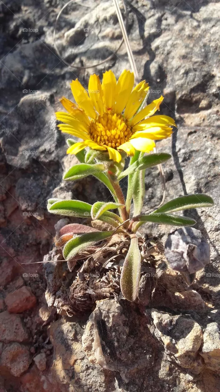 Yellow Flowers