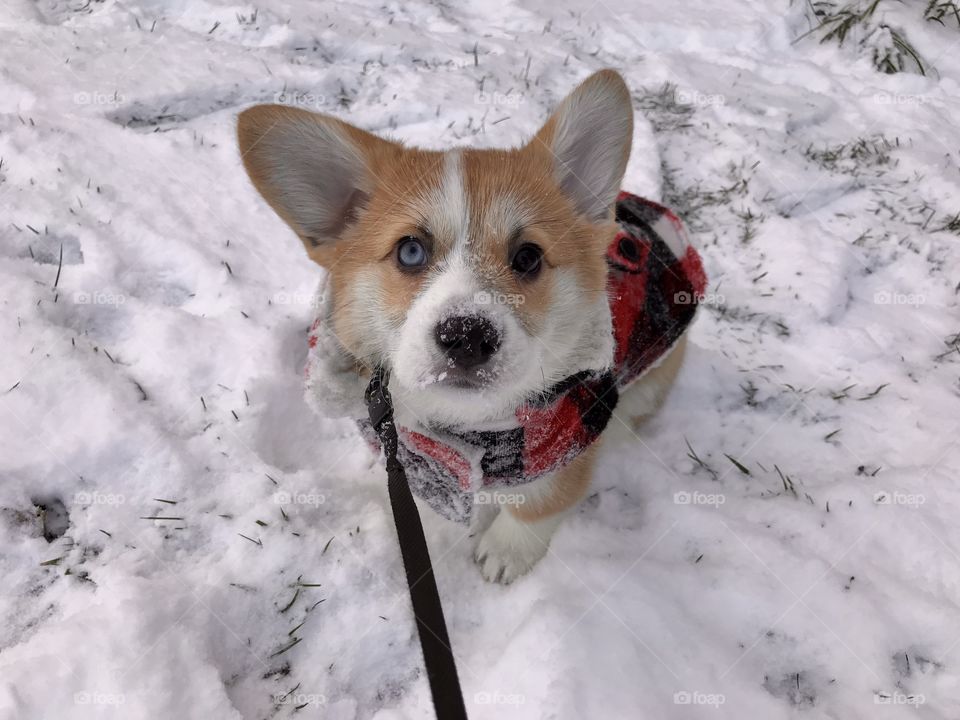 Snow puppy 