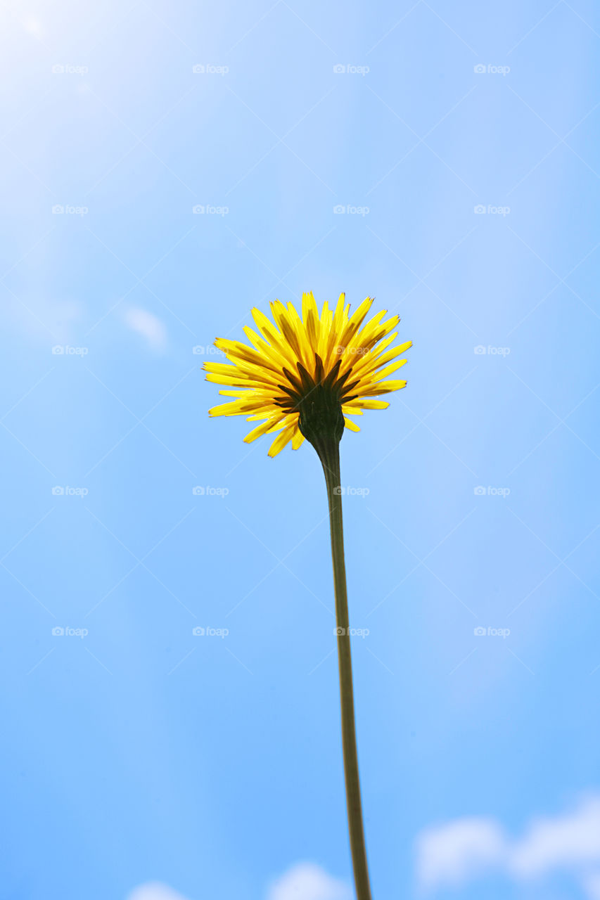 Dandelion 