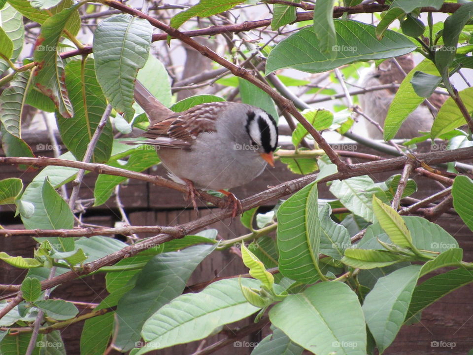 White Crowned Sparrow  (Riverside Ca)