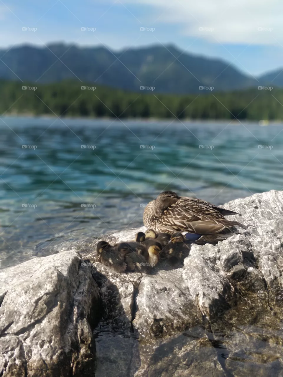 Duckfamily, Lake, blue, Water, animals, birds