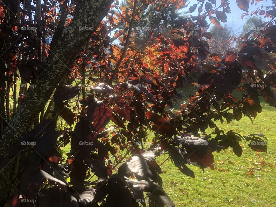 Fall foliage leaves on the tree