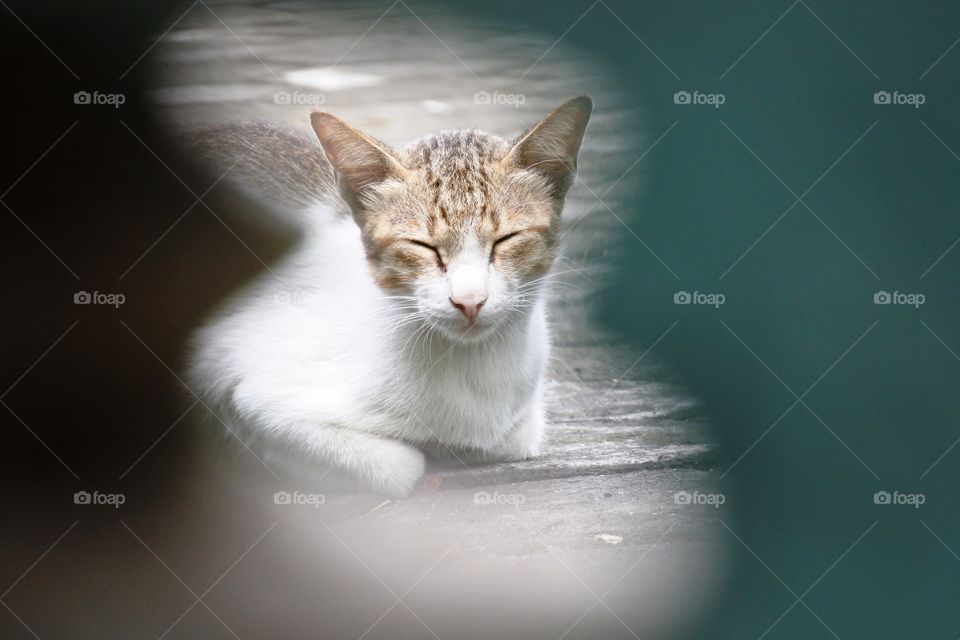 my lazy cat sit on the paving ground
