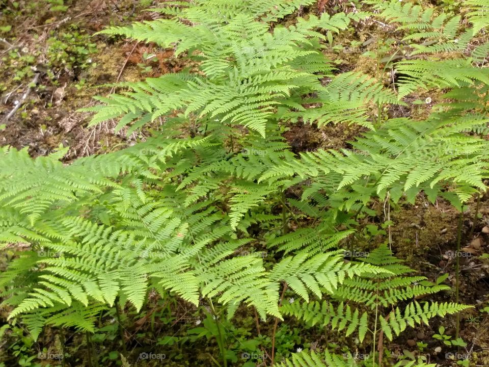 Ferns