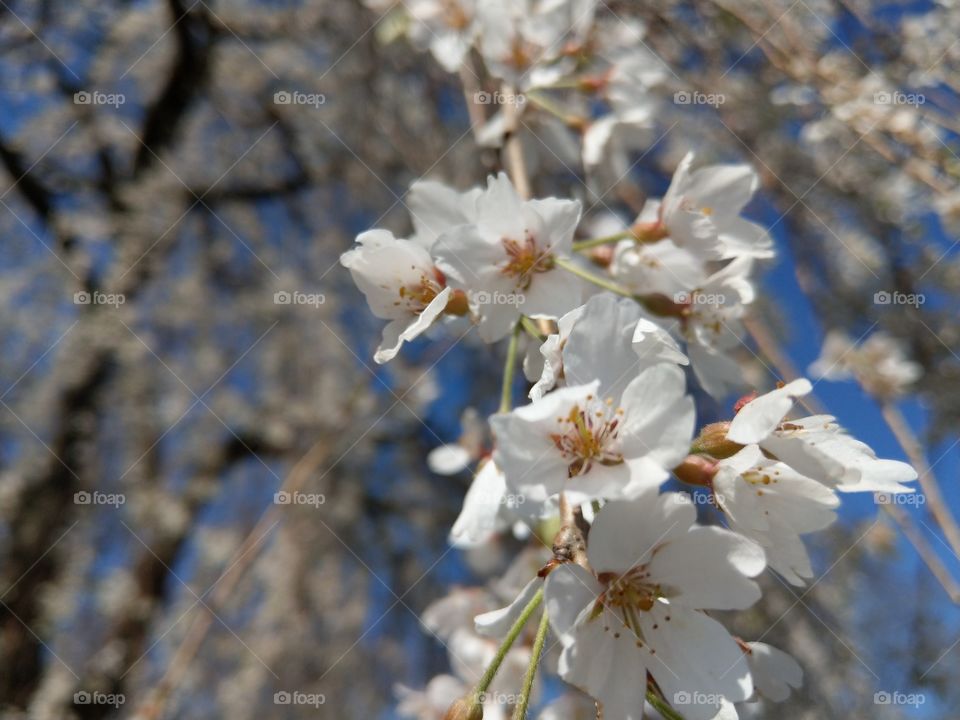 white blossoms