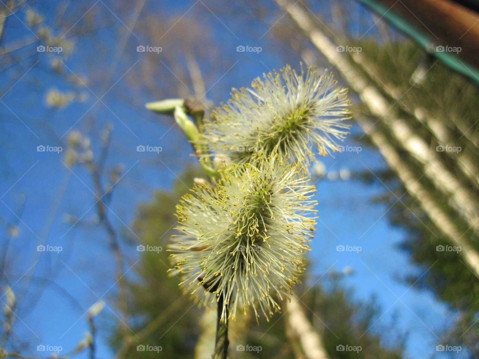 First signs of spring