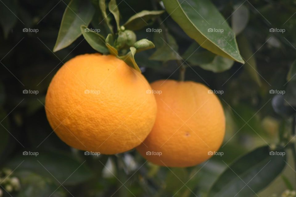Orange