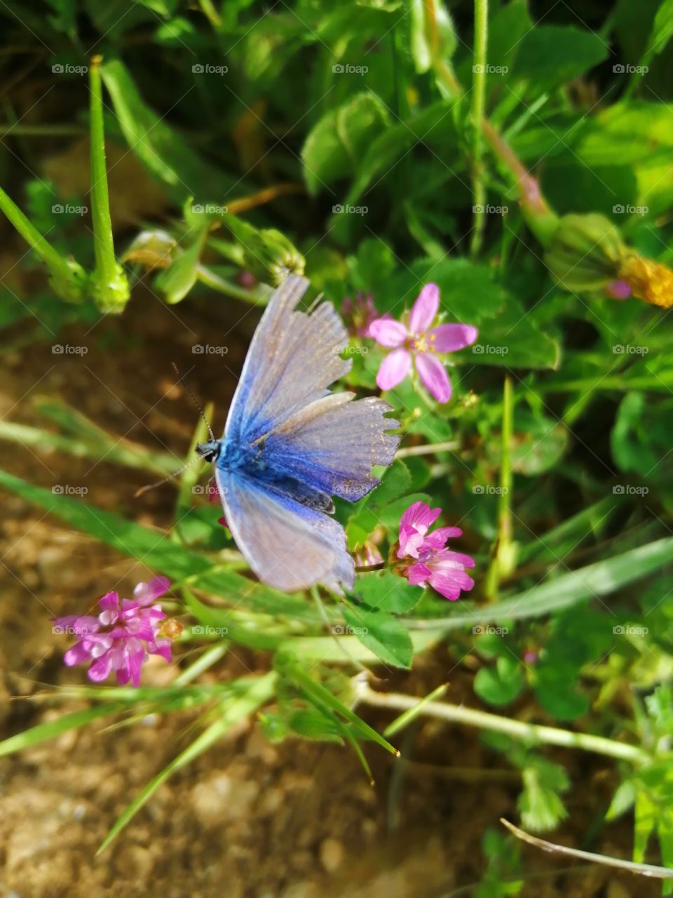 The blue butterfly in nature and a shot over the flowers