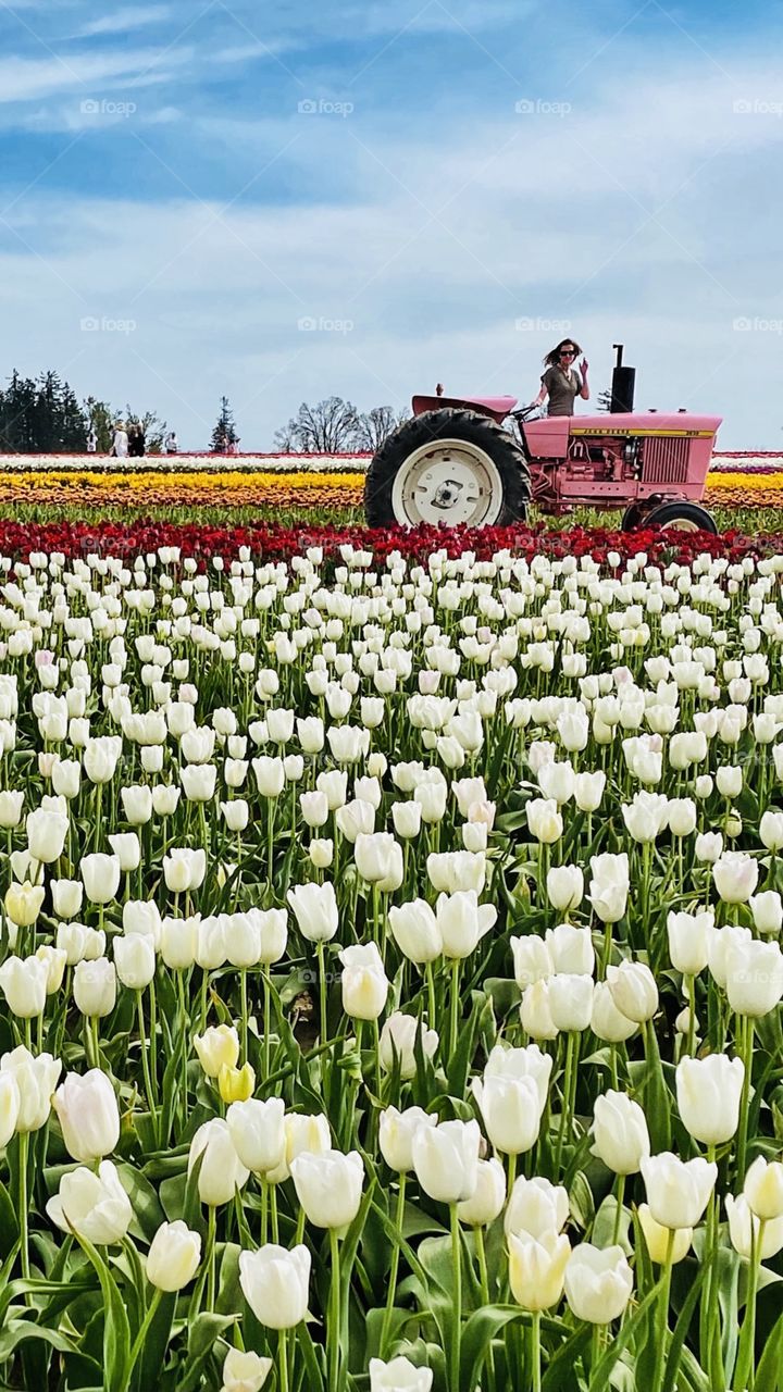 Pink tractor and tulips
