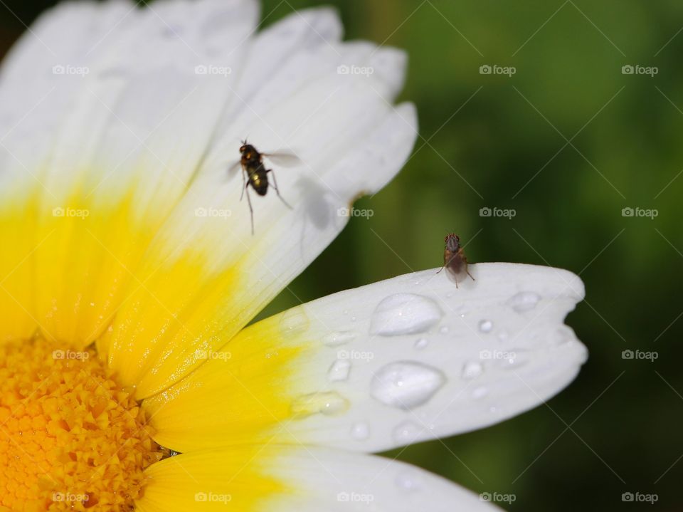 Beautiful macro daisy flower and fly’s 