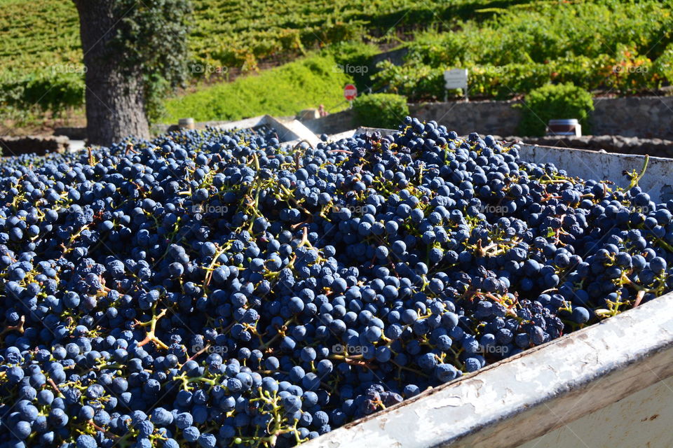 Harvested Wines grapes