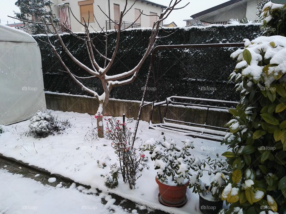 garden snow