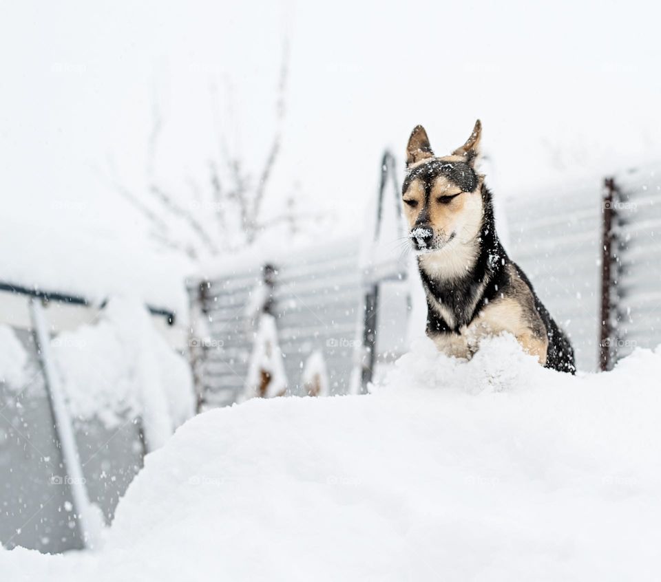 walking the dogs in winter