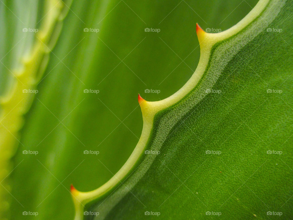 agave. agave in macro shot