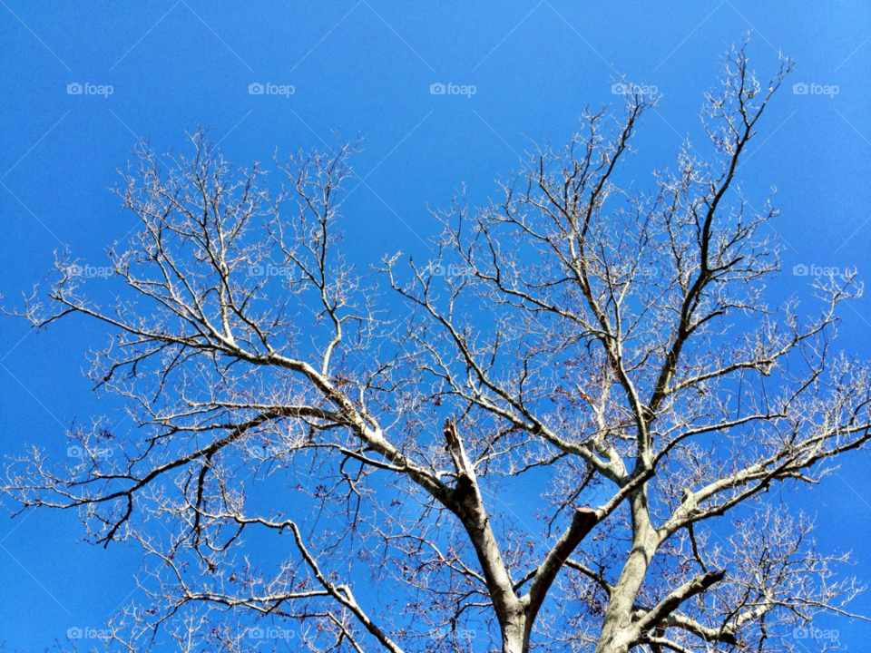 holly hill winter sky blue by bcpix