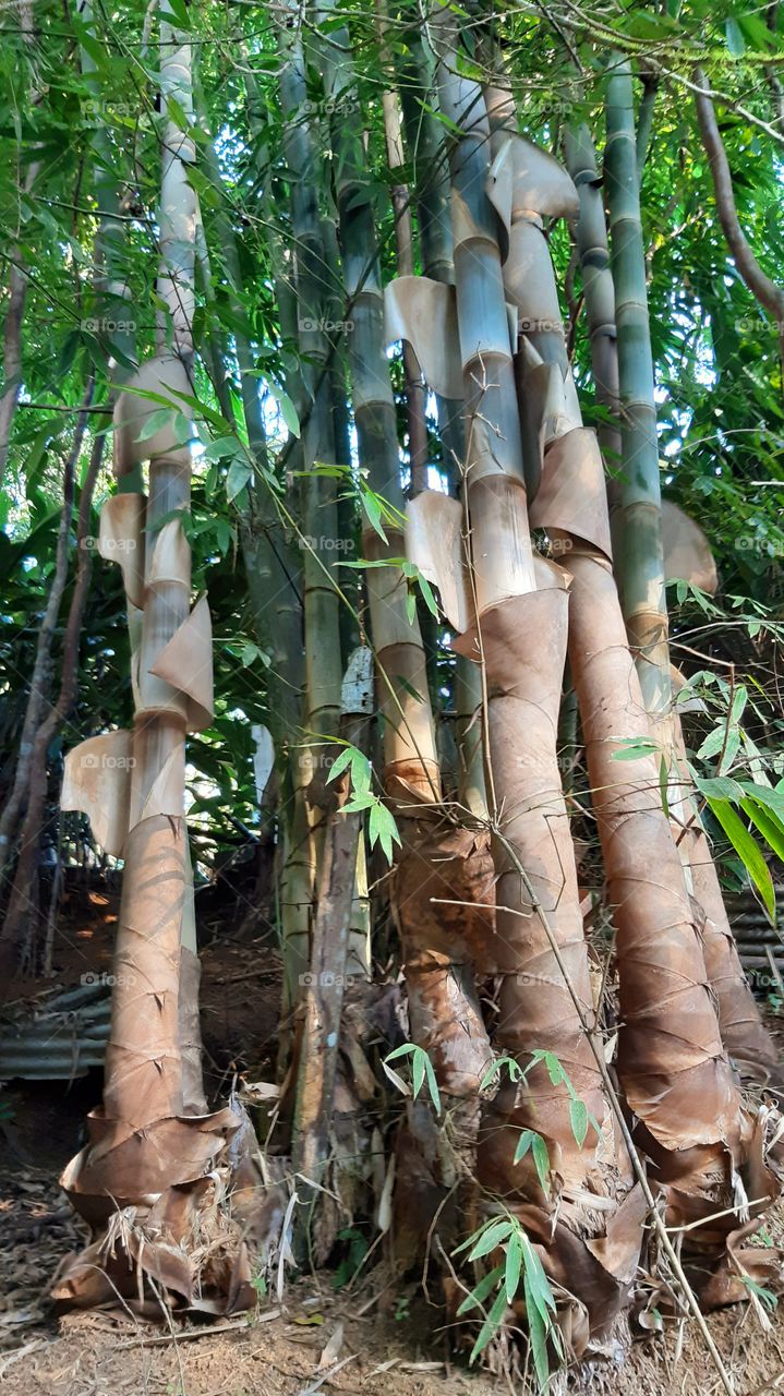 Bambu, vigoroso, forte e belo!