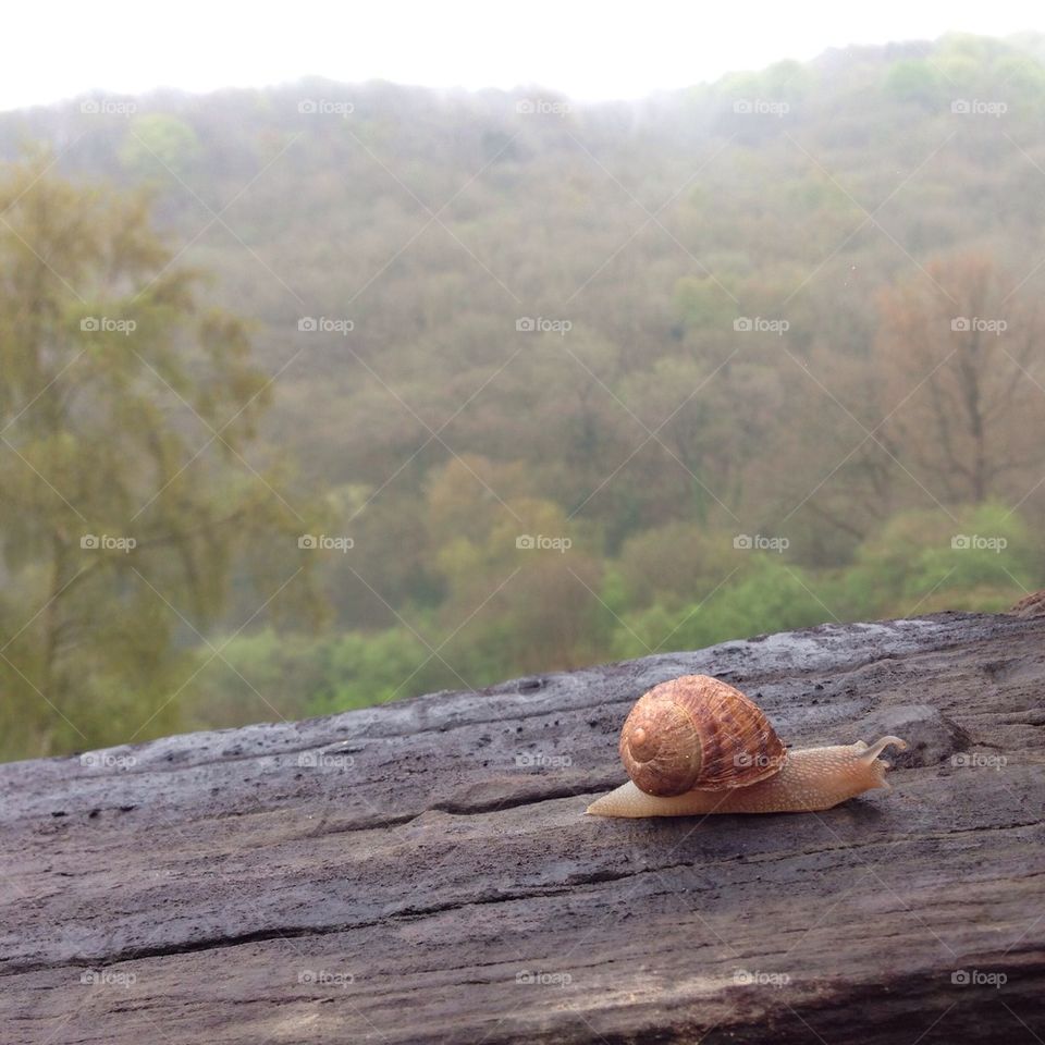 Slow mo snail