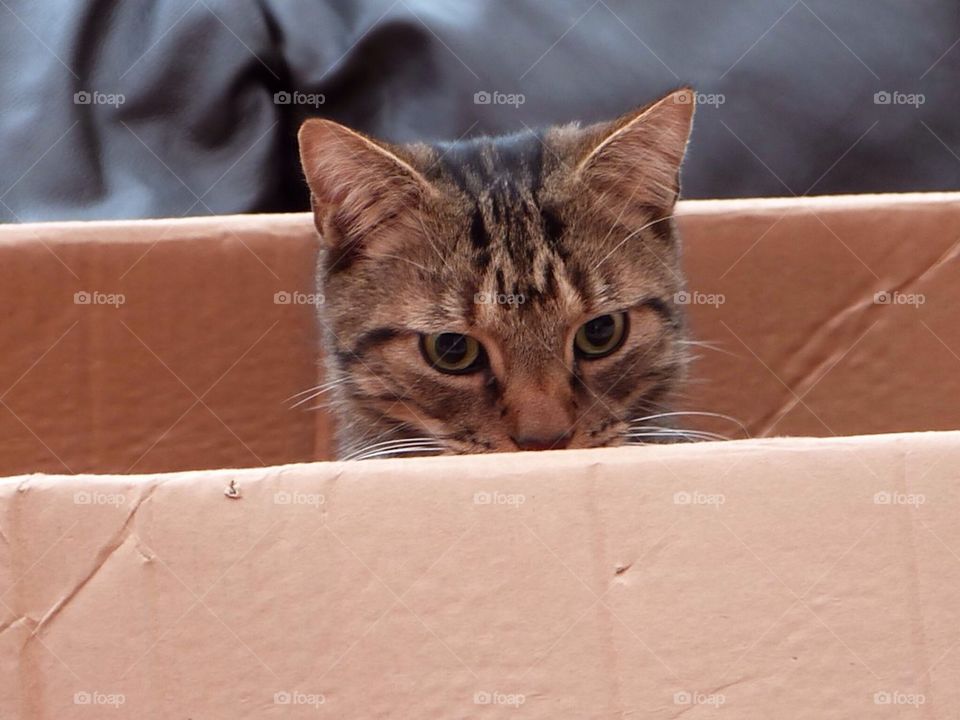 Cat in a box