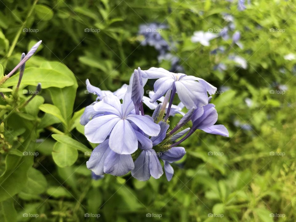 Wild Blue Phlox Flowers