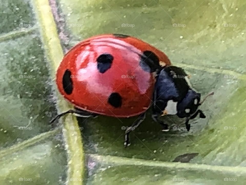 Beautiful ladybug on a green leaf in spring 