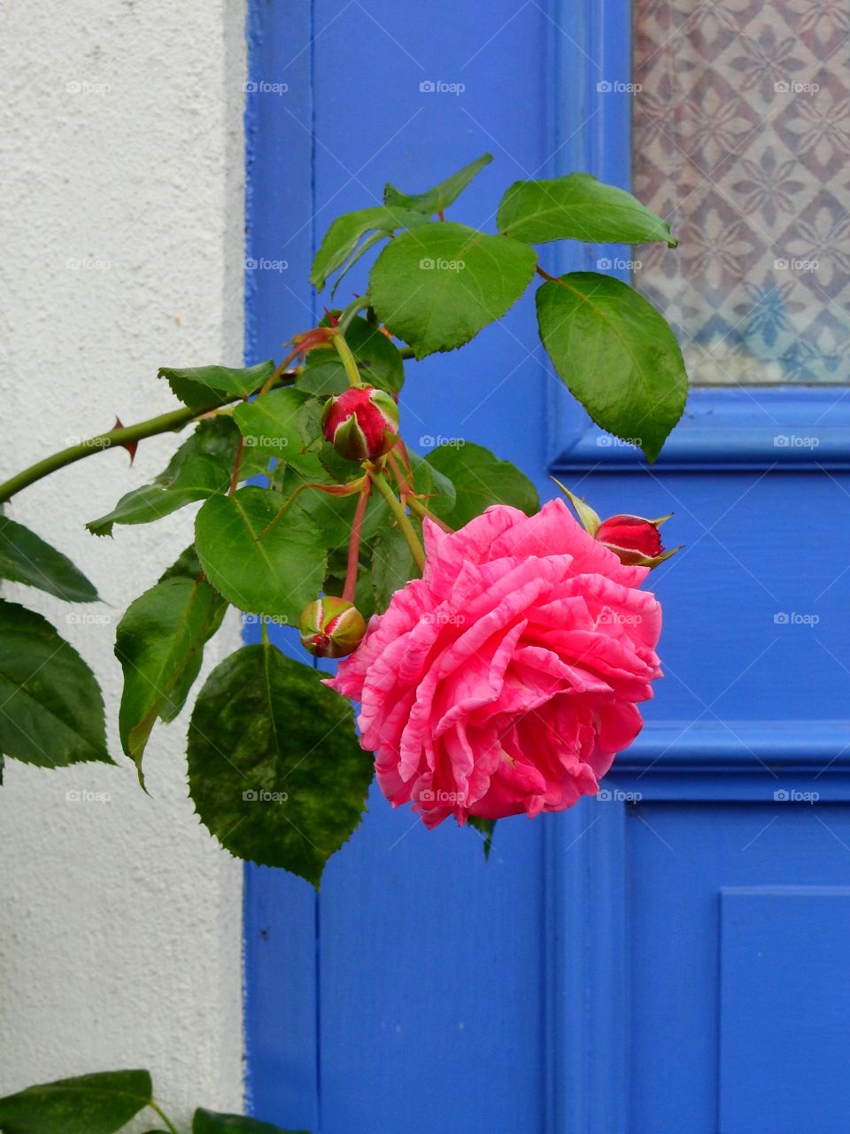 Pink rose blue door