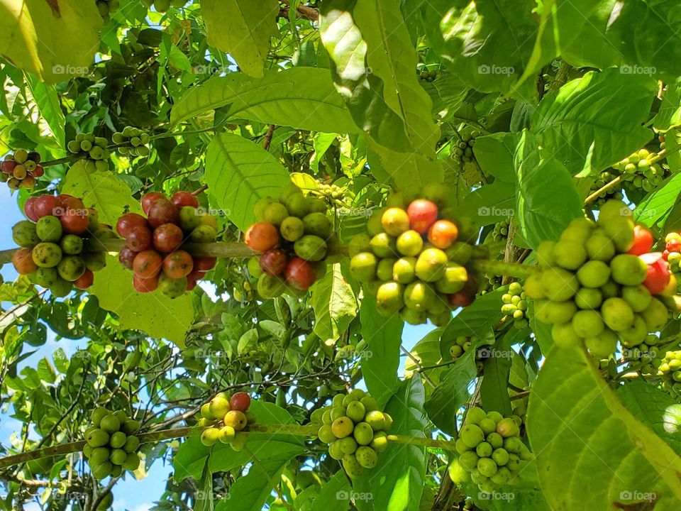 coffee farm