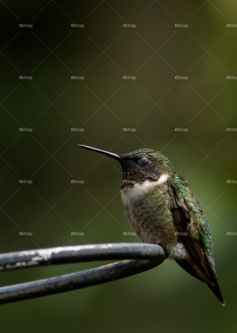 Hummingbird enjoying the sunny day
