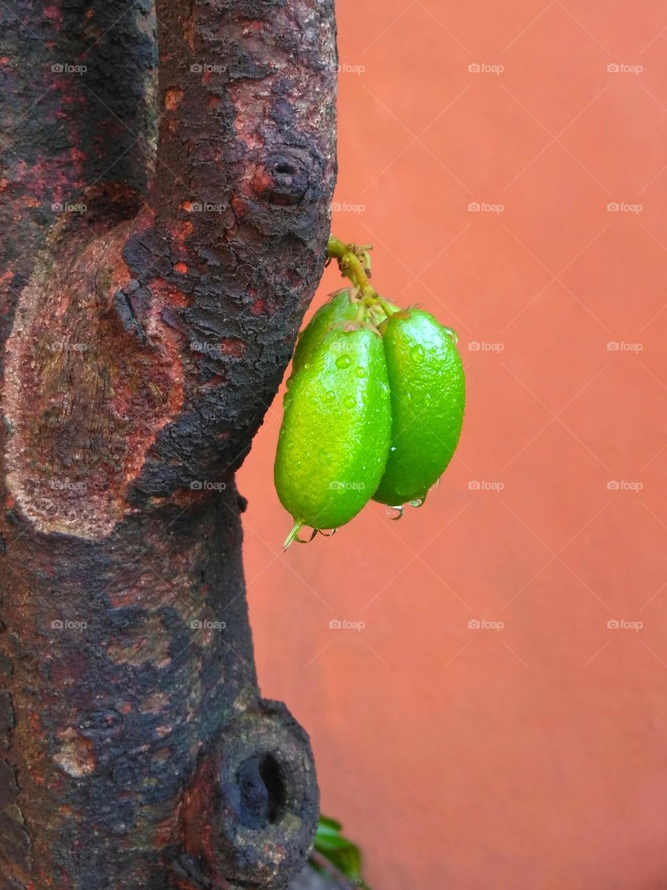 Green fruits on tree