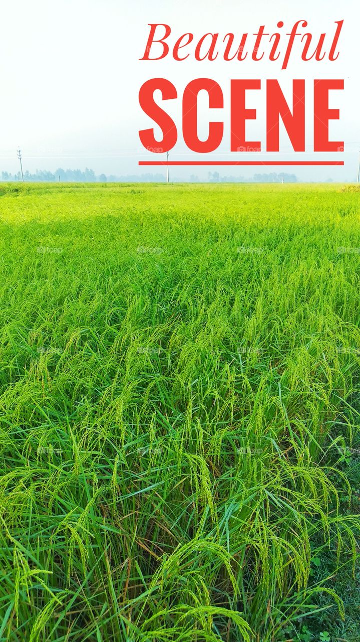 🌾 🌾 🌾 Rice Field