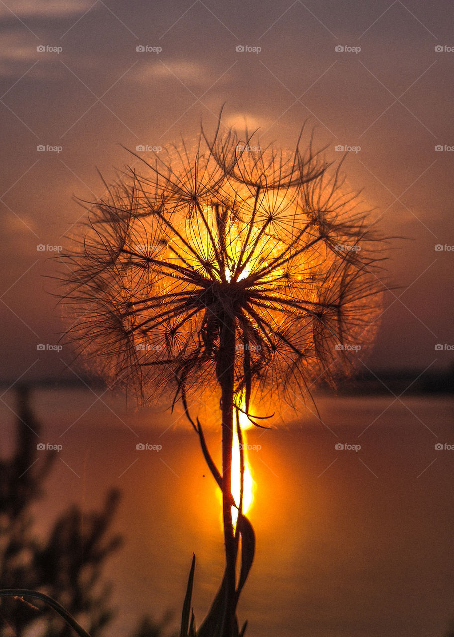 dandelion at sunset