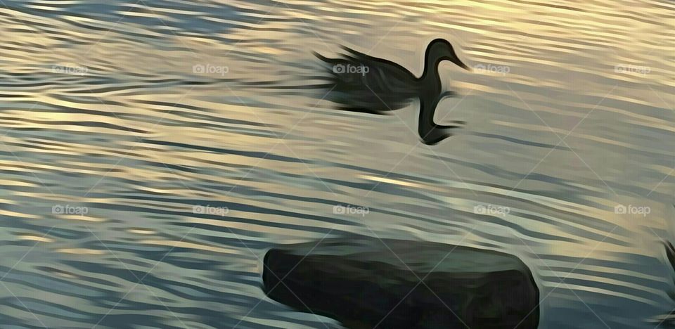 silhoette of duck swimming at twilight in the lake