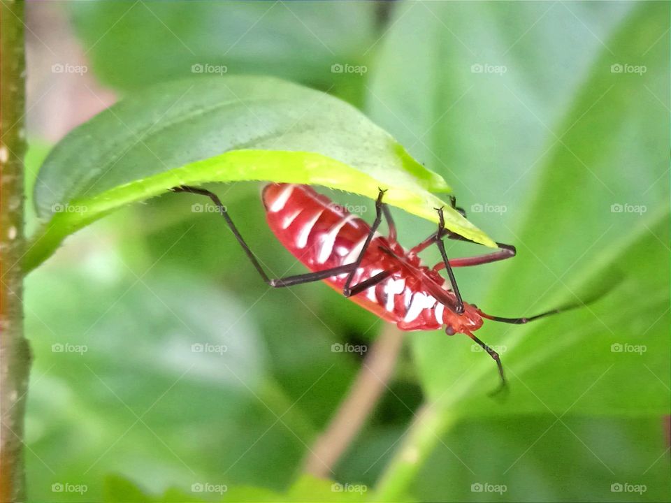 An insect hanging upside down on the leaf.