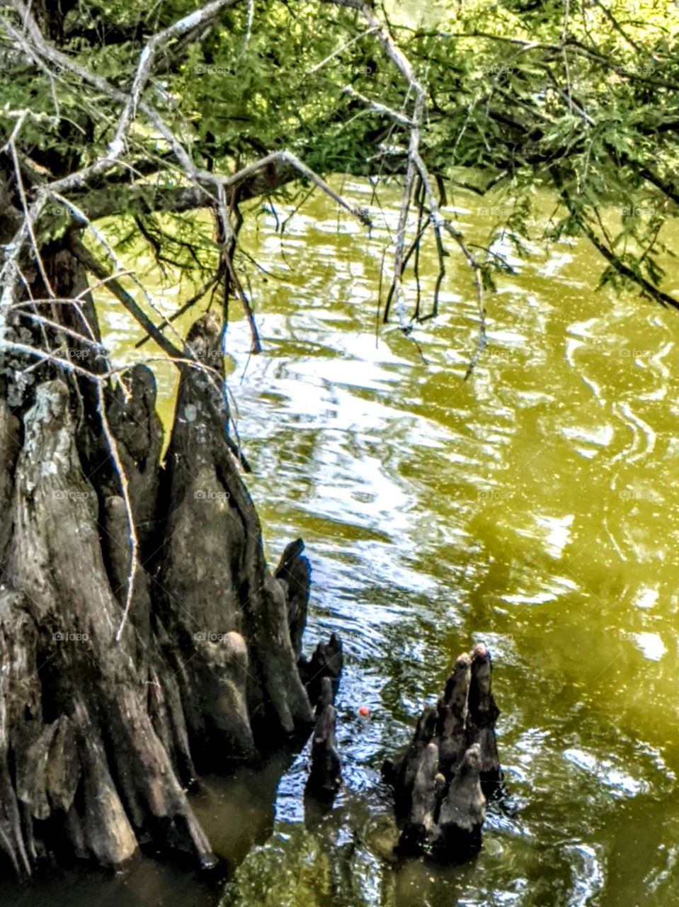 tree stumps in the lake