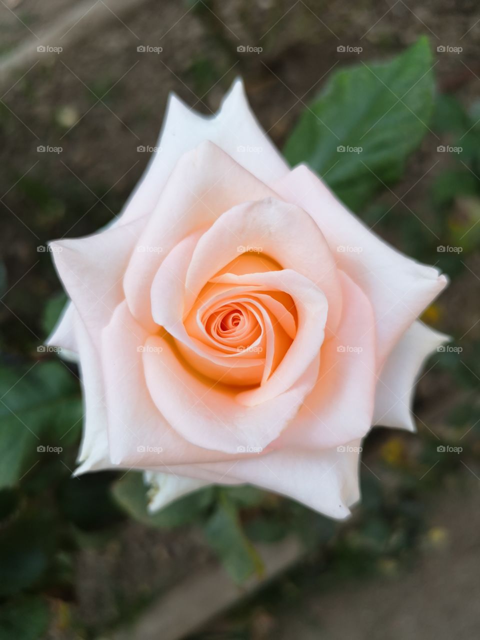 Rosa