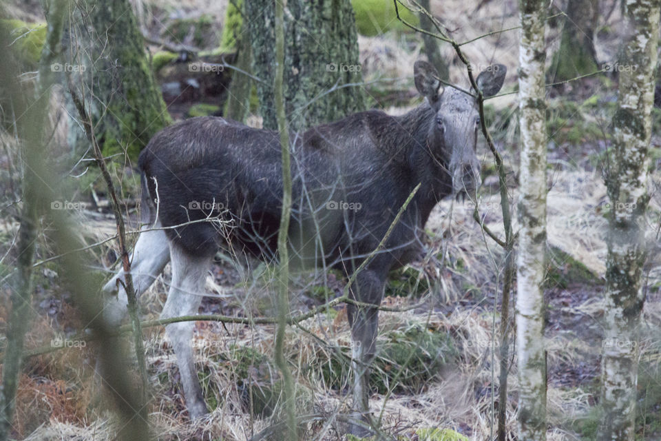 Moose in the forest - elk- älg i skogen