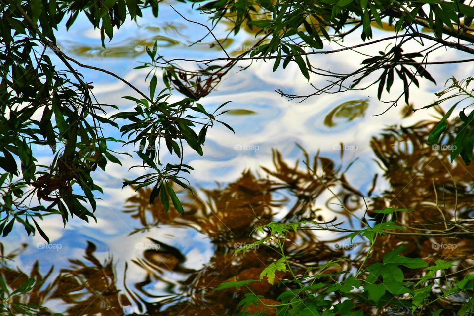 tree and leaves reflecting on the lake