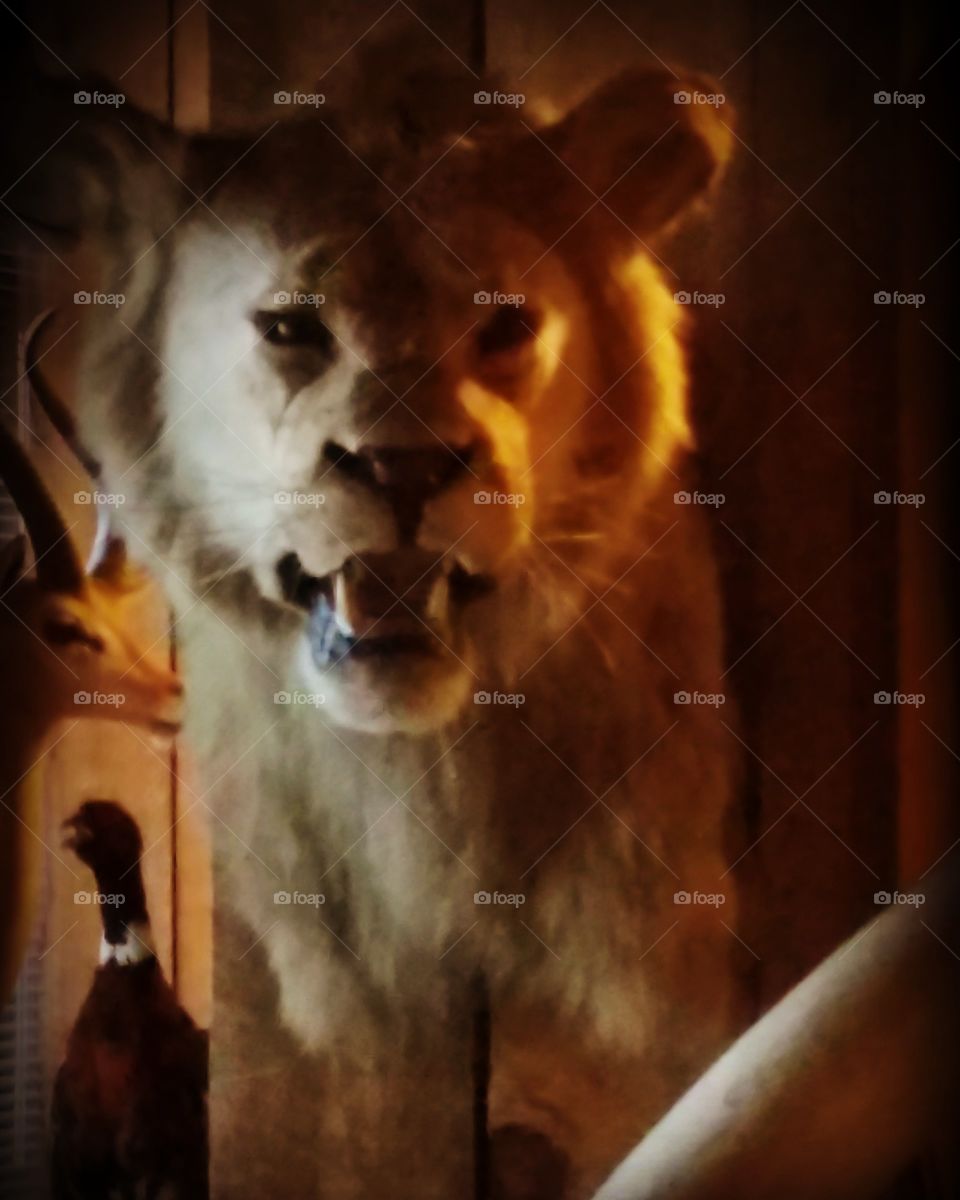 lion