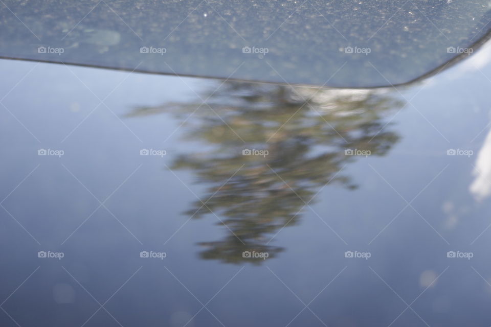 tree reflection
