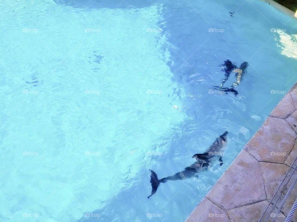 river creature atlantic child activity portrait beach fun coral natural family happy vacation dolphins playful island friendly animals fauna scuba landscape dolphin pod pool paradise travel snorkeling aqua view tourism flipper adventure undersea natu