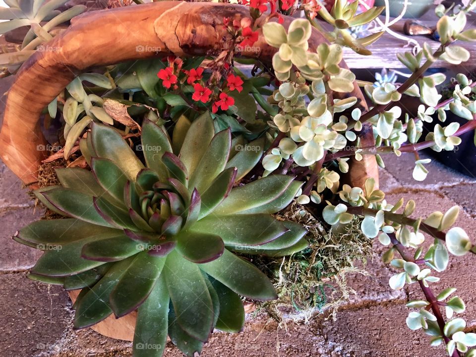 Stunning Red Succulent 